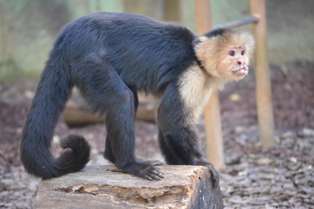 Capuchins