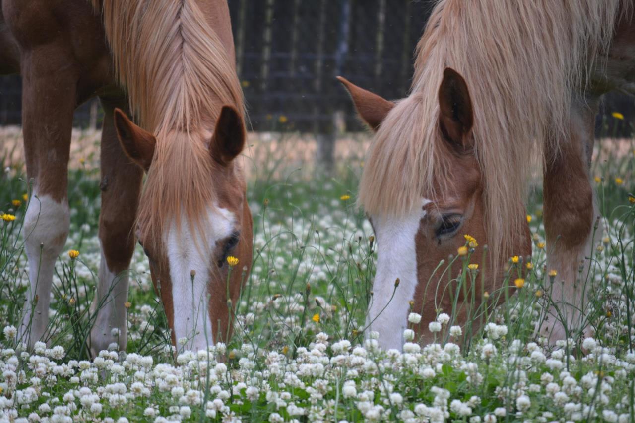 horses